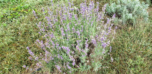 Lavender’s Medicinal History