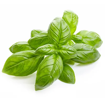 Basil Essential Oil