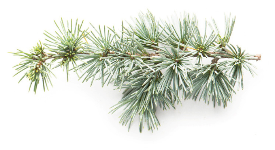 Cedarwood (Atlas) Essential Oil
