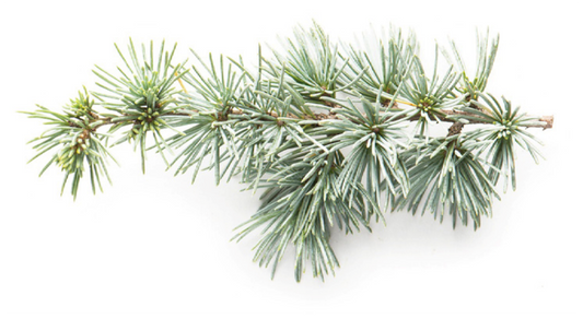 Cedarwood (Atlas) Essential Oil