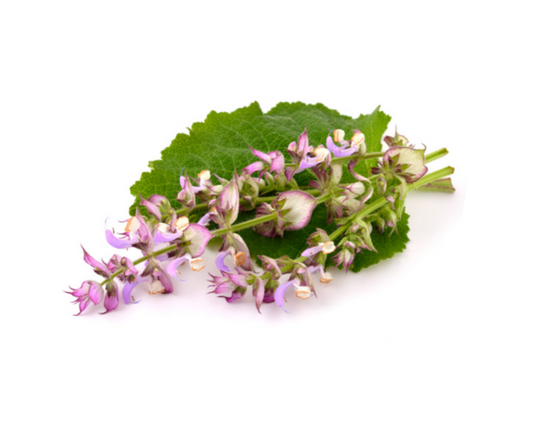 Clary Sage Essential Oil