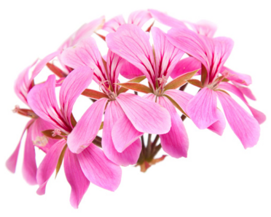 Geranium Essential Oil