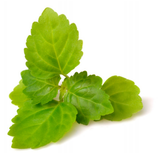 Patchouli Essential Oil