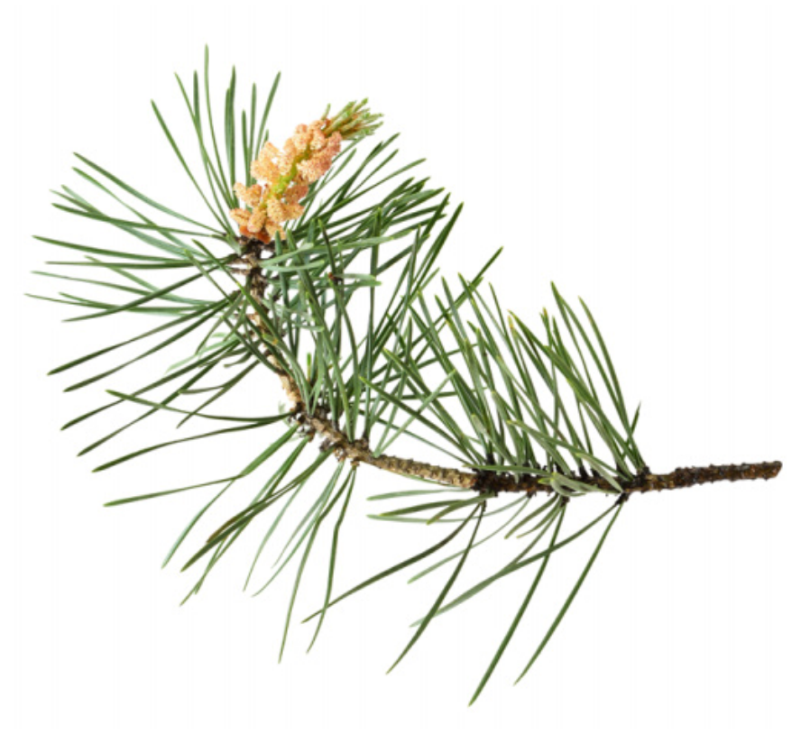 Pine Needle Essential Oil