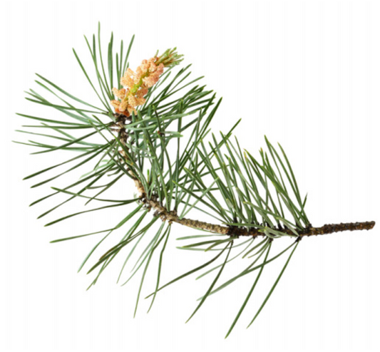 Pine Needle Essential Oil