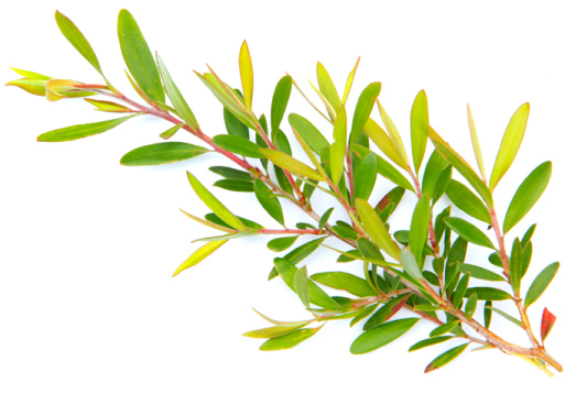 Tea Tree Essential Oil