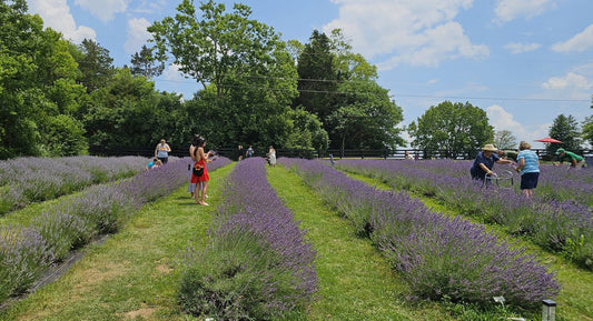 Mom-Mom's English Lavender & Craft Festival