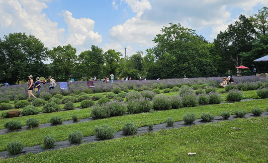 Mom-Mom's French Lavender & Craft Festival