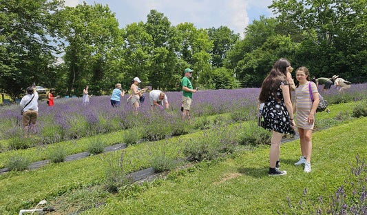 English Lavender Fall Festival and Crafts