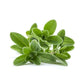 Marjoram Essential Oil