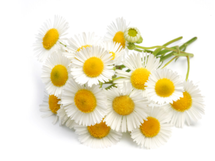 Roman Chamomile Essential Oil