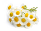 Roman Chamomile Essential Oil