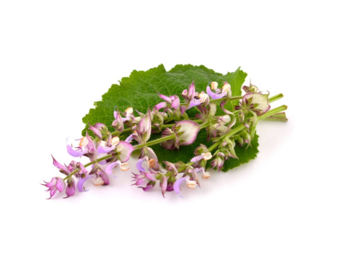 Clary Sage Essential Oil