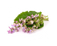 Clary Sage Essential Oil