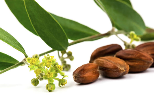 Golden Jojoba Oil