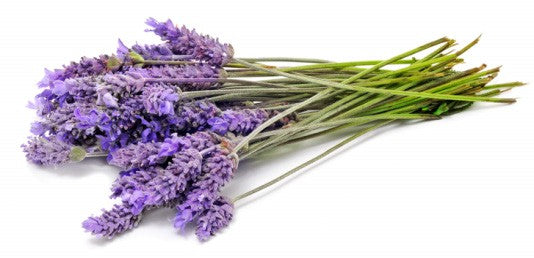 Bulgarian Lavender Essential Oil