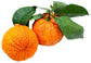 Sweet Orange Essential OIl