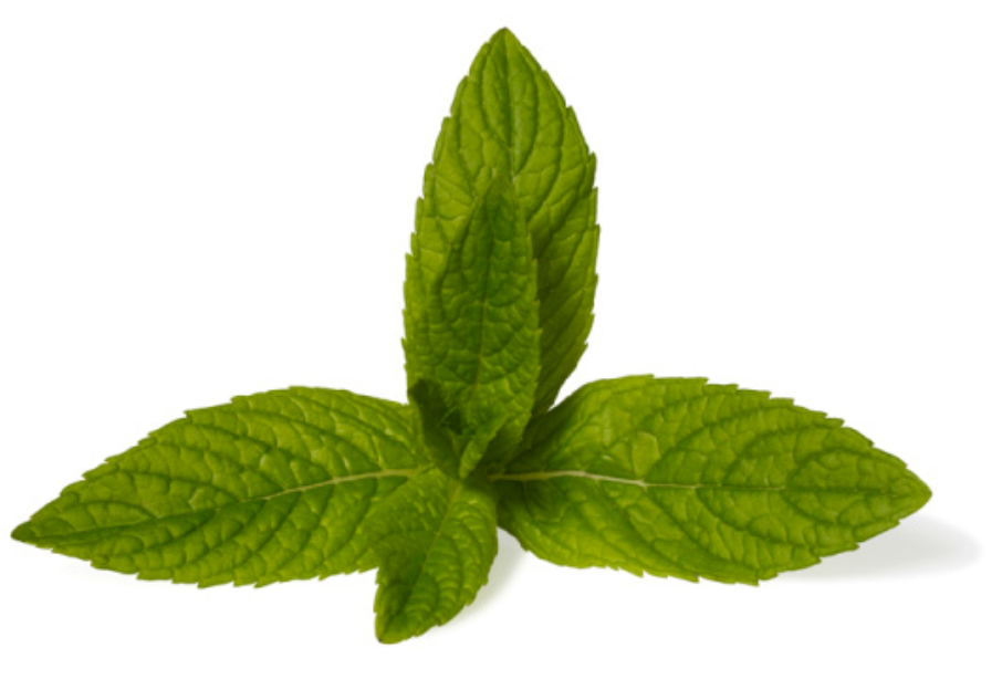 Peppermint Essential Oil