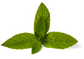 Peppermint Essential Oil