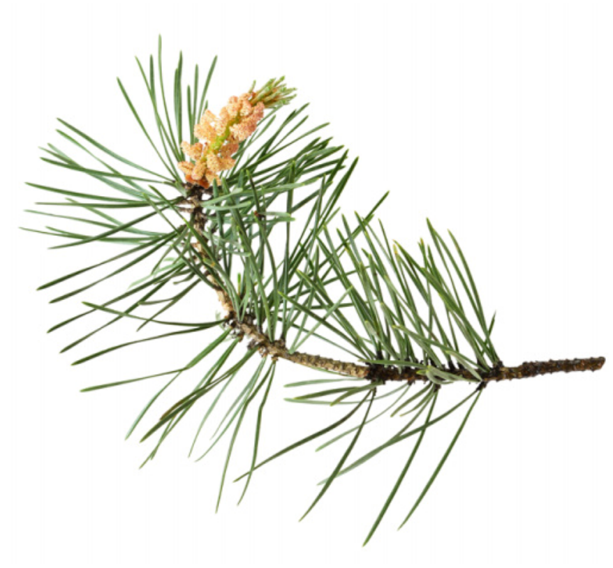 Pine Needle Organic Essential Oil