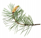 Pine Needle Essential Oil