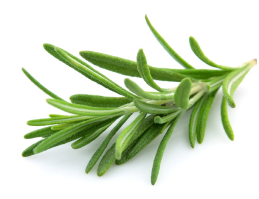 Rosemary Essential Oil