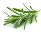 Rosemary Essential Oil