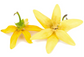 Ylang Ylang Essential Oil